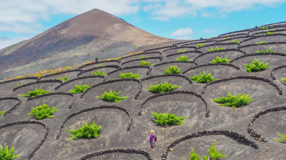 Weinanbau Lanzarote